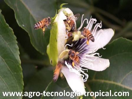 Las abejas polinizan y recogen polen de la flor de la parchita